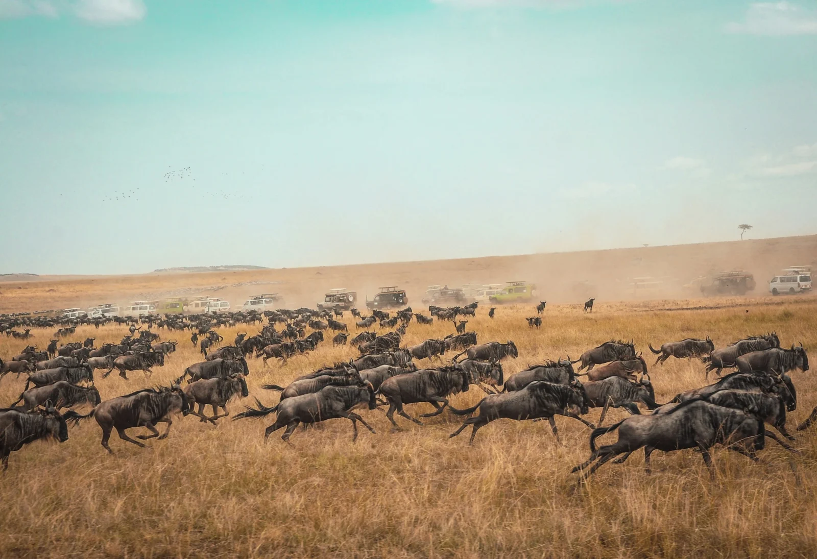 Wildbeest Migration in Serengeti