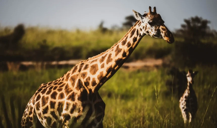 Lake Mburo National Park Tours
