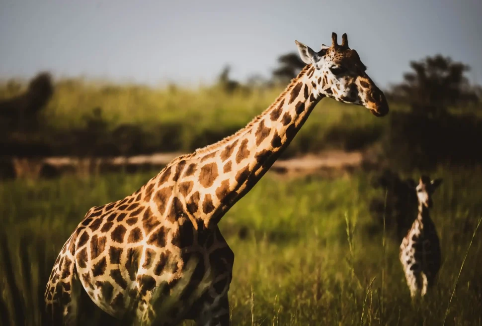 Giraffe in Lake Mburo NP