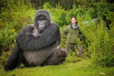 A tourist sharing a moment with a gorilla in Volcanoes NP Rwanda