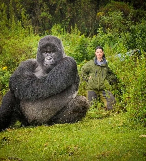 A tourist sharing a moment with a gorilla in Volcanoes NP Rwanda