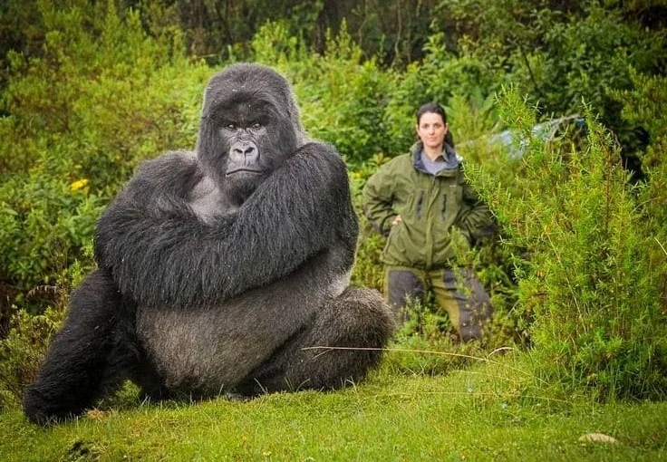 A tourist sharing a moment with a gorilla in Volcanoes NP Rwanda