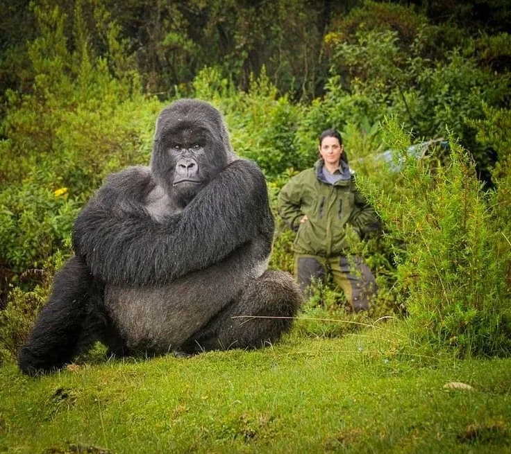 A tourist sharing a moment with a gorilla in Volcanoes NP Rwanda