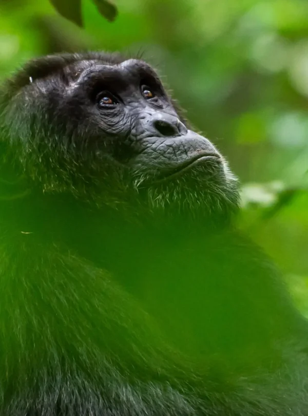 Male chimpanzee in Budongo Forest