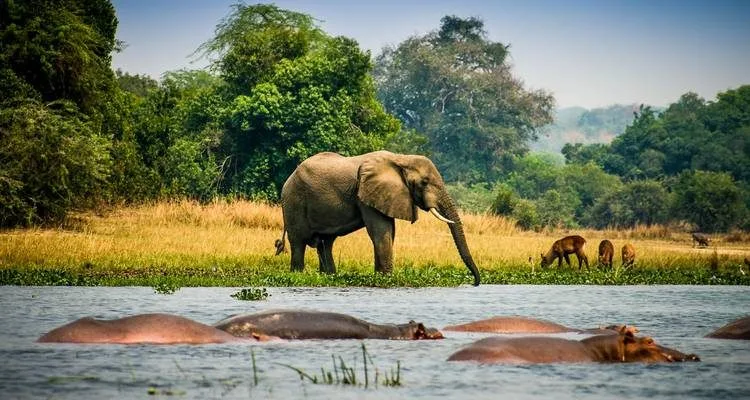 Both Uganda and Tanzania offer strong safari experiences, but the rhythm and scenery are different.