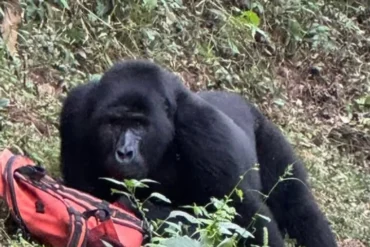A gorilla trek in Bwindi on a rainy day