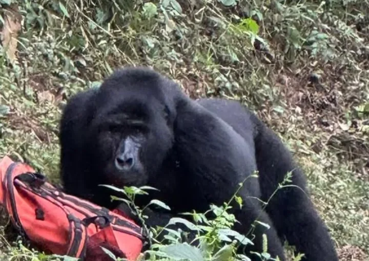 A gorilla trek in Bwindi on a rainy day