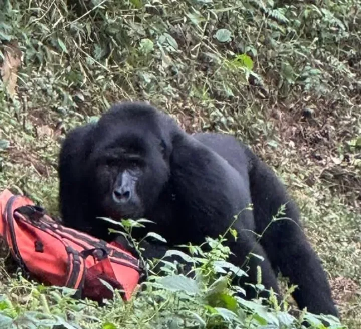 A gorilla trek in Bwindi on a rainy day