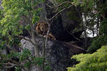A male lion in Kidepo NP