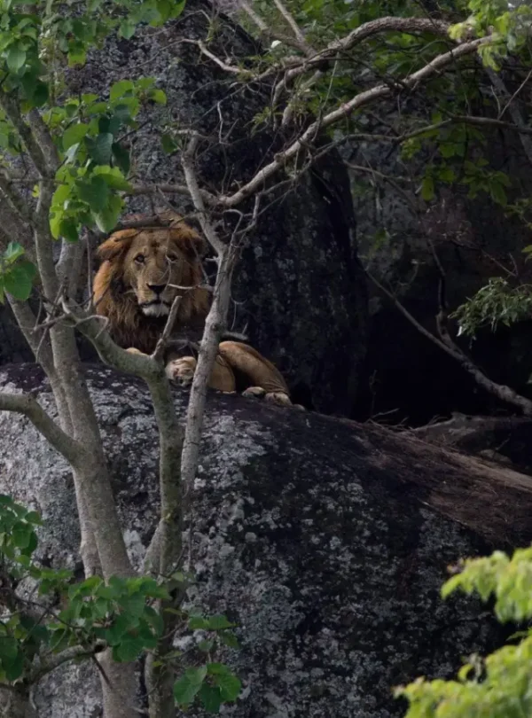 A male lion in Kidepo NP