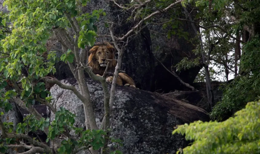A male lion in Kidepo NP