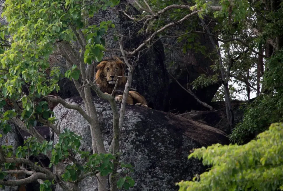 A male lion in Kidepo NP