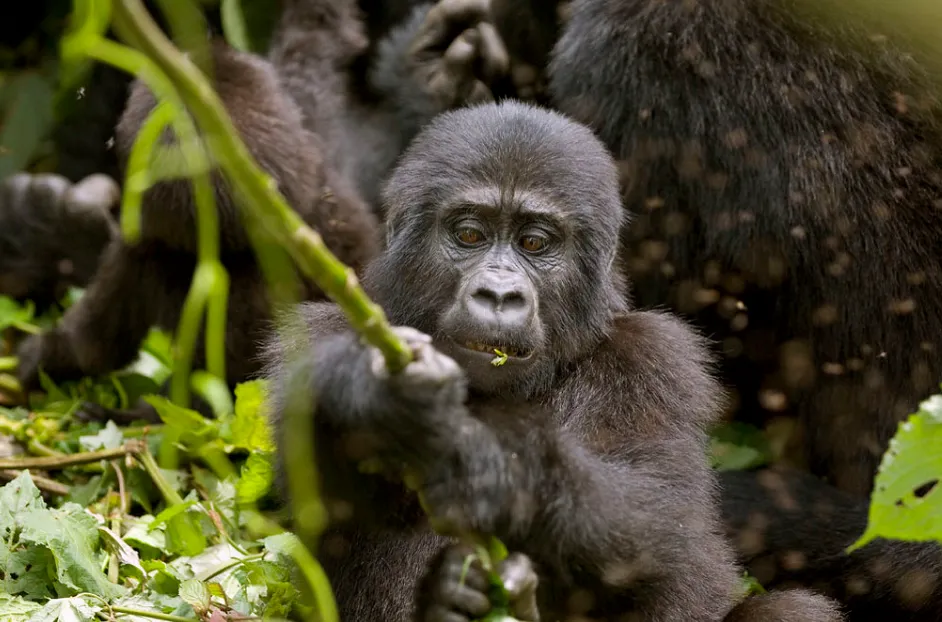 Uganda is the stronger choice when gorilla trekking and chimpanzees are the main reason to travel.