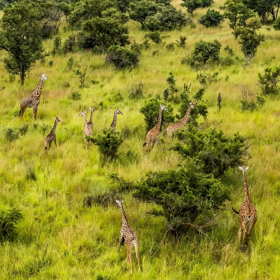 The Beautiful scenery in Akagera