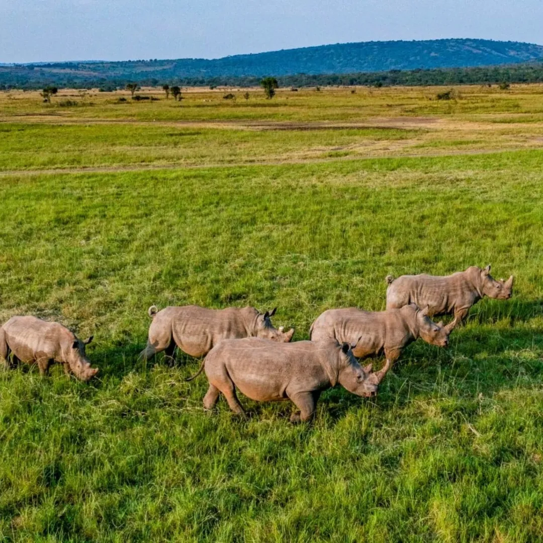 Wildlife in Akagera NP