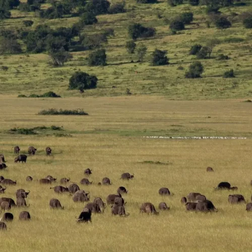 Akagera NP plains