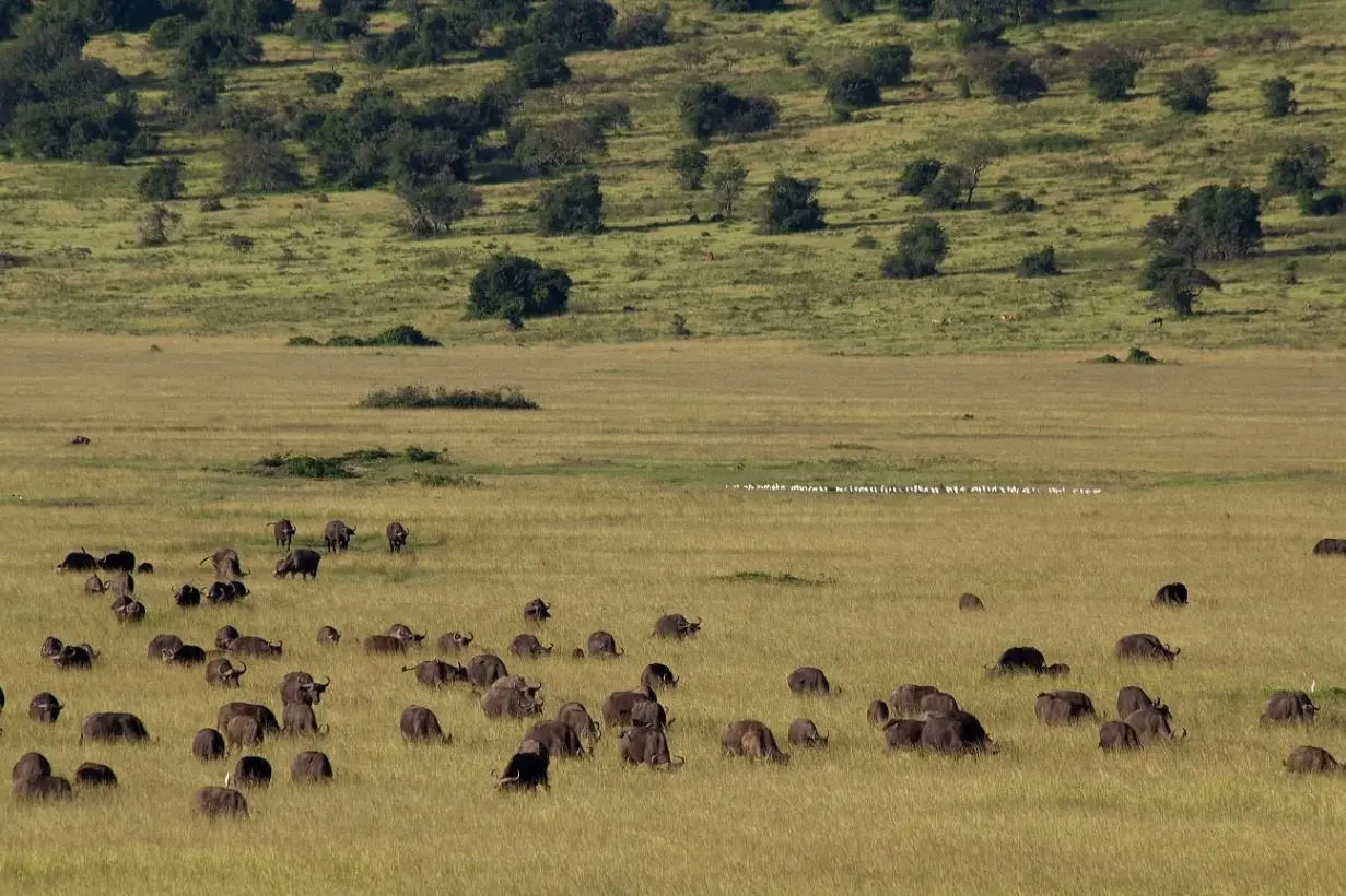 Akagera NP plains