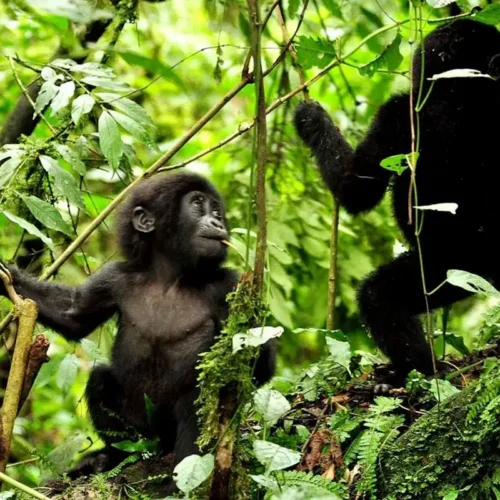 A baby Gorilla in Mgahinga NP
