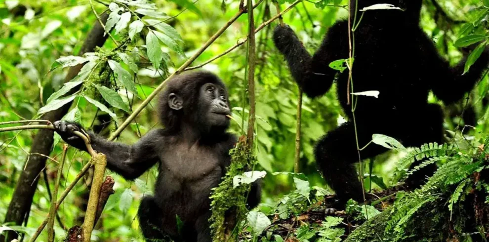 A baby Gorilla in Mgahinga NP