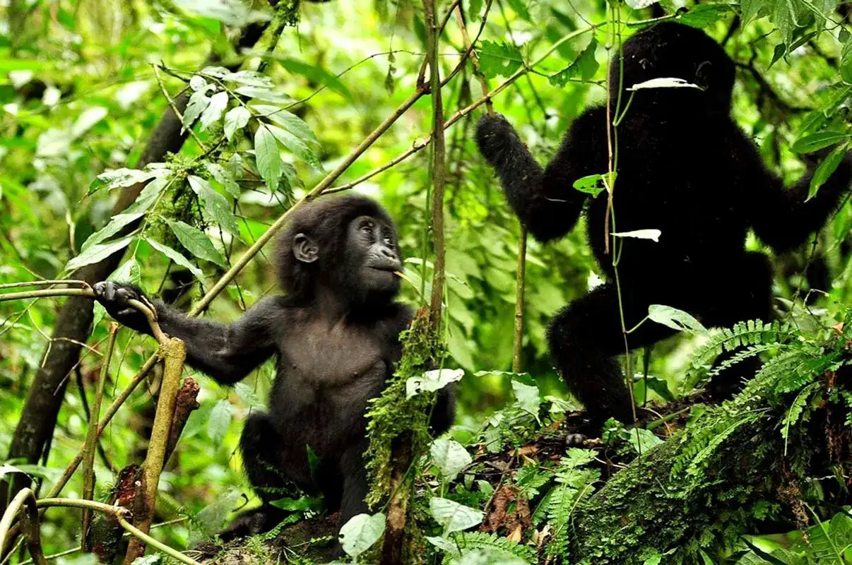 A baby Gorilla in Mgahinga NP