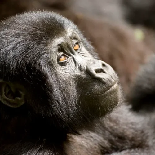 A baby Gorilla in Mgahinga National Park