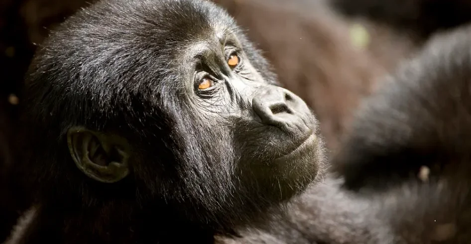 A baby Gorilla in Mgahinga National Park