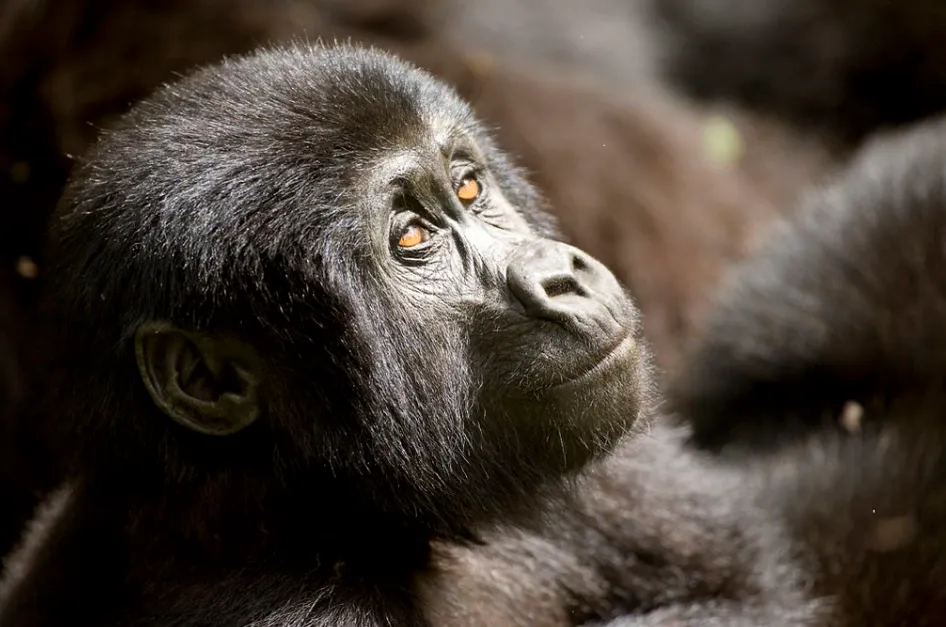A baby Gorilla in Mgahinga National Park