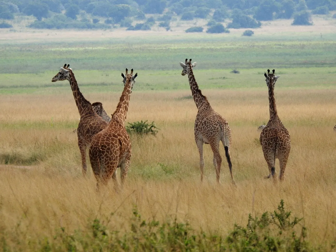 Giraffes in Akagera