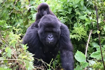 Mountain gorilla in Bwindi Impenetrable National Park, Uganda