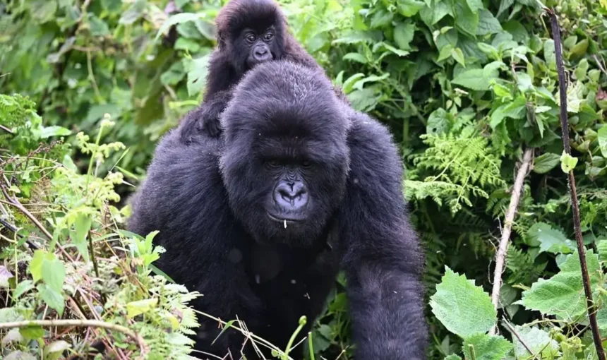 A silverback carrying a baby gorilla on his back