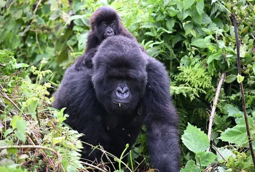 A silverback carrying a baby gorilla on his back