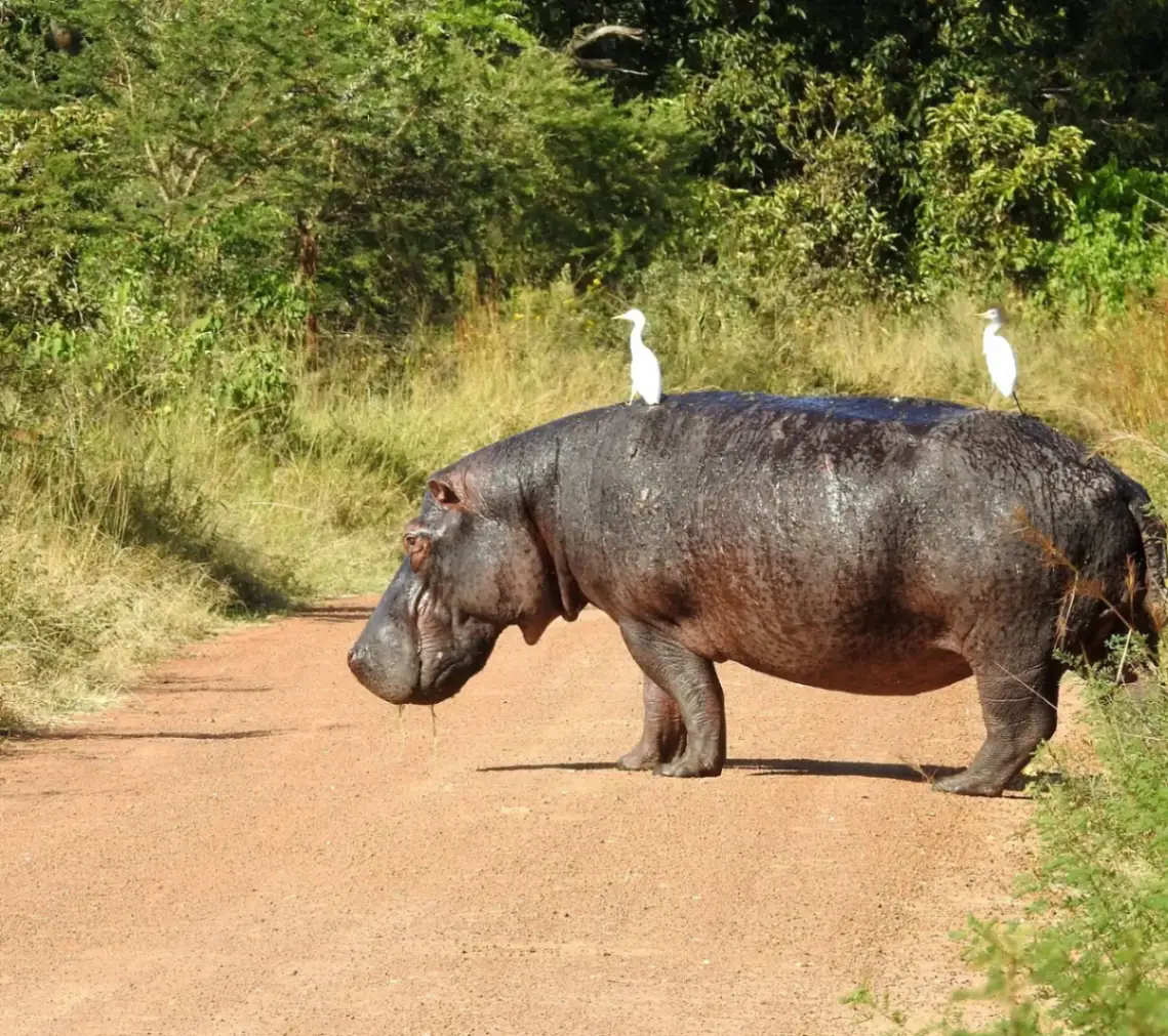 Game Viewing Safari in Akagera National Park