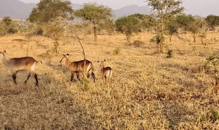 Narus Valley in Kidepo Valley NP