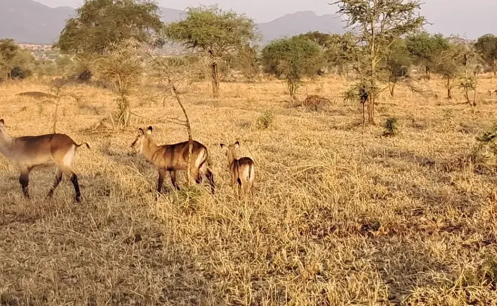 Narus Valley in Kidepo Valley NP