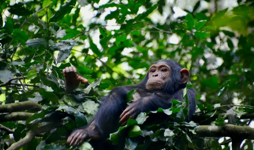 Chimpanzee in Kibale NP