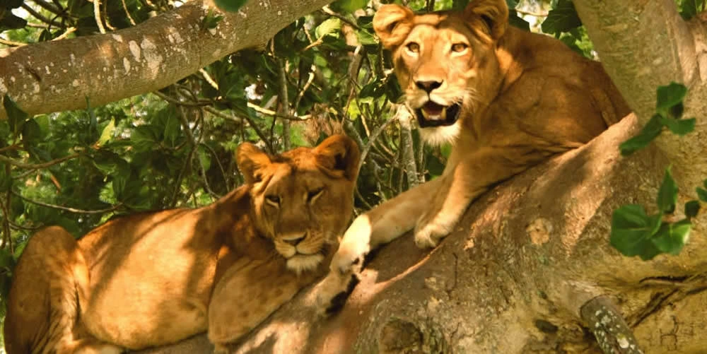 Climbing Lions in Queen Elizabeth