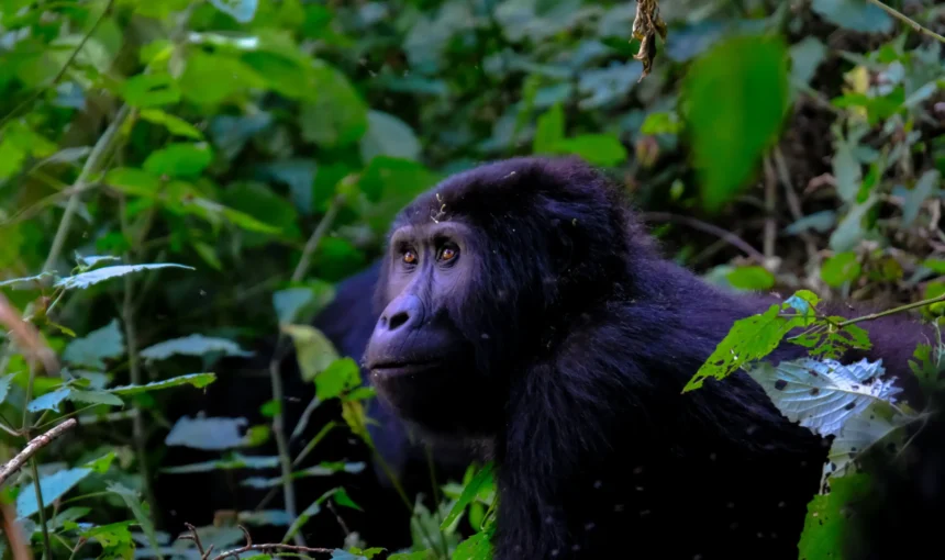 Gorilla Permit cost in Uganda
