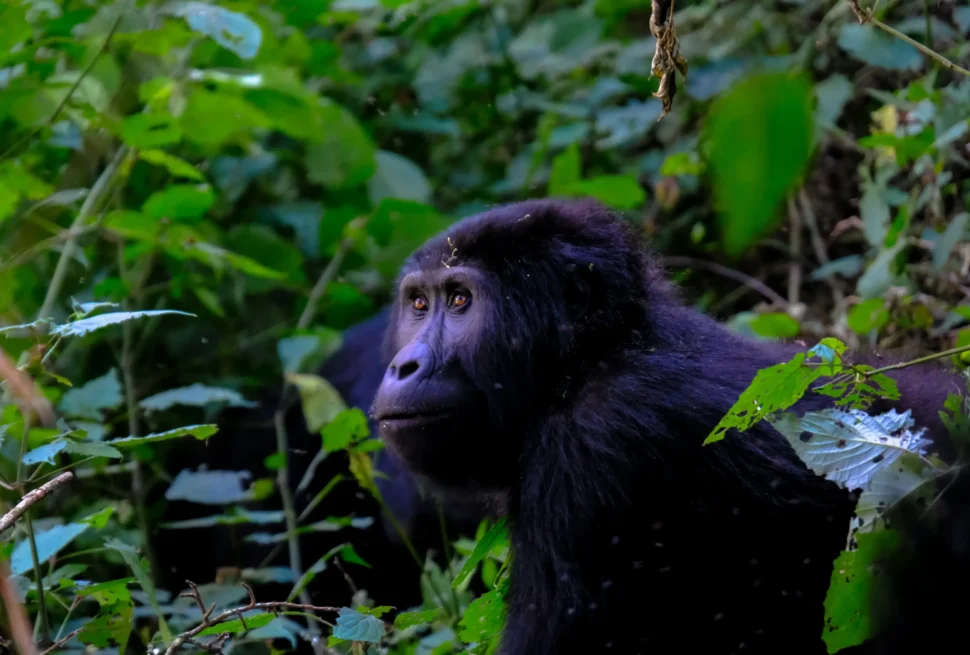 Gorilla Permit cost in Uganda