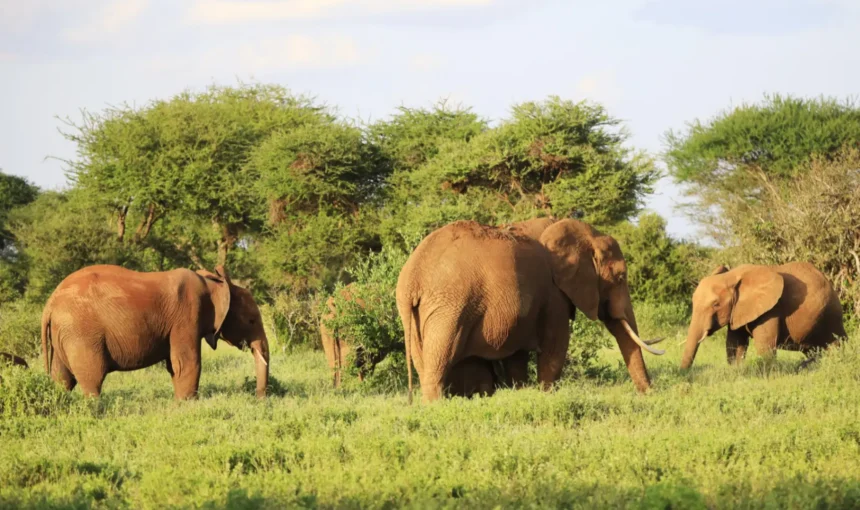 Nturo Safaris Wildlife Safari