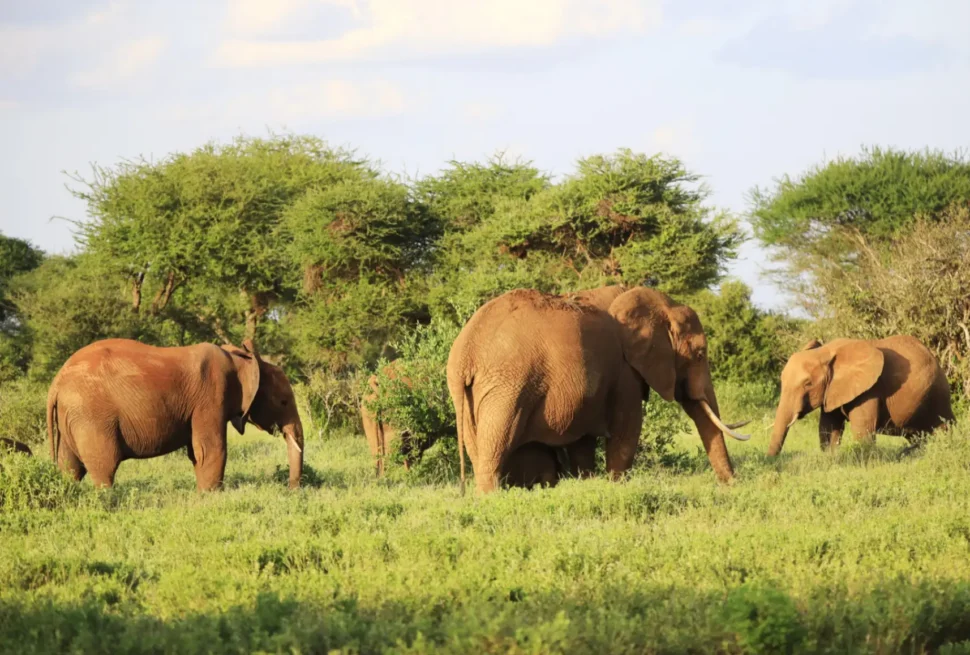 Nturo Safaris Wildlife Safari