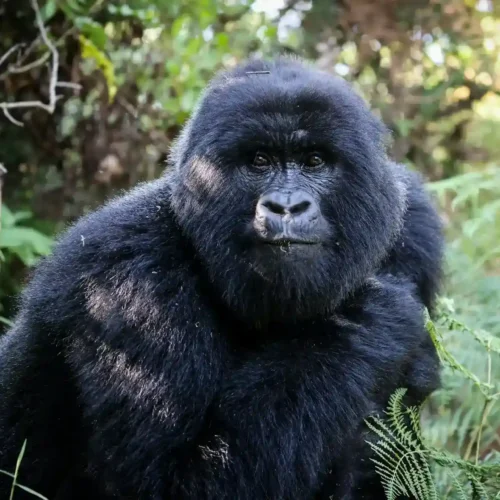 Mountain Gorilla in Virunga NP