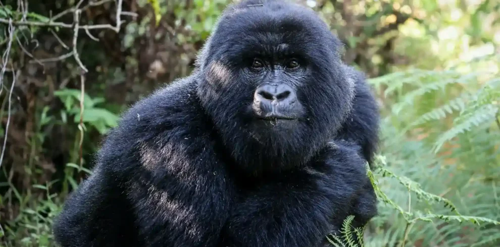 Mountain Gorilla in Virunga NP