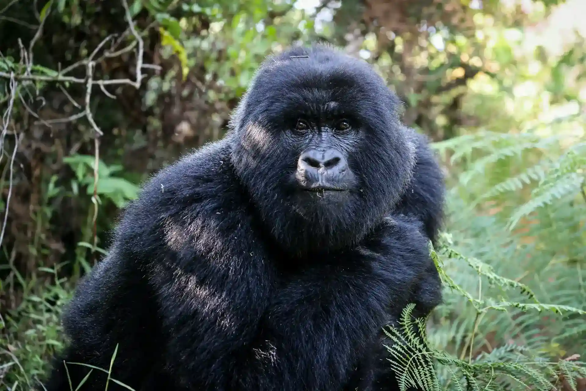 Mountain Gorilla in Virunga NP