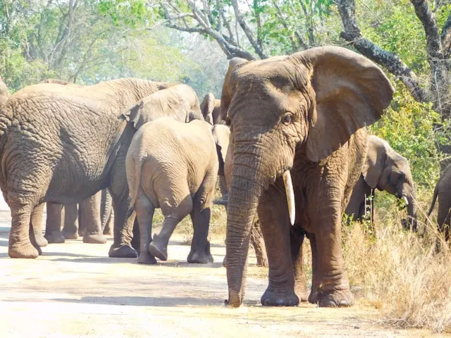 Elephant Herd in Queen Elizabeth NP