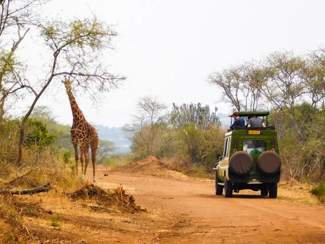 Safari jeep in Akagera National Park savannah with giraffe