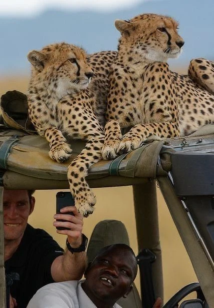 Game Drive Safari in Serengeti NP