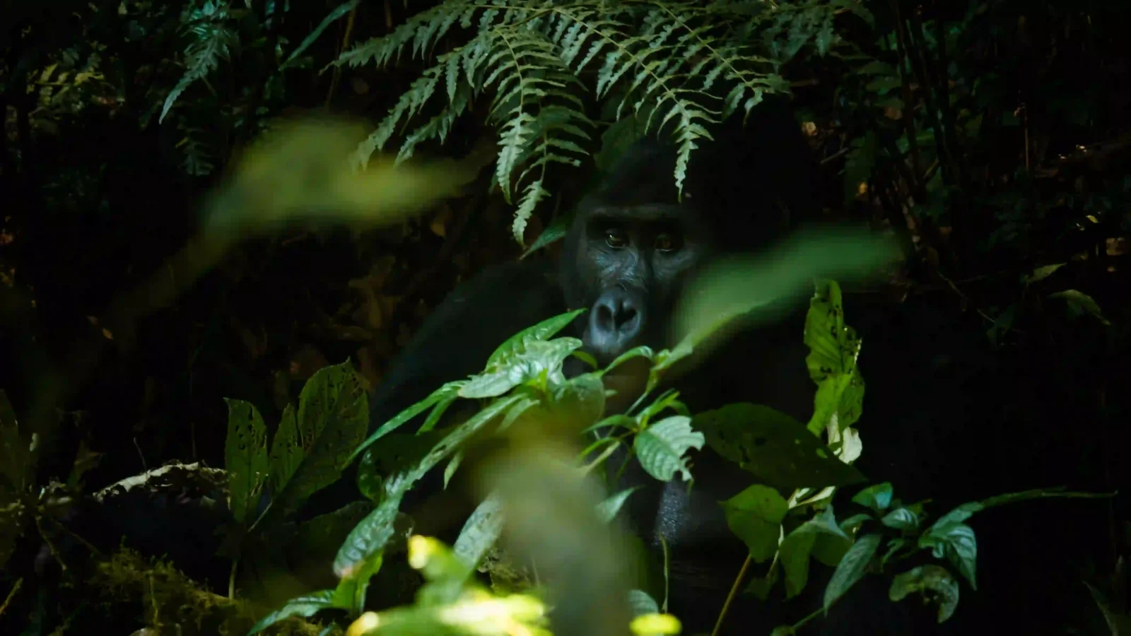 Uganda Gorilla Trekking Safari