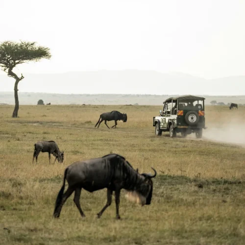 Maasai Mara Game Park in Kenya