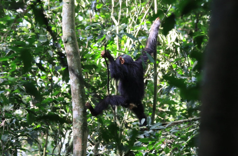 Playful Chimpanzee in the forest