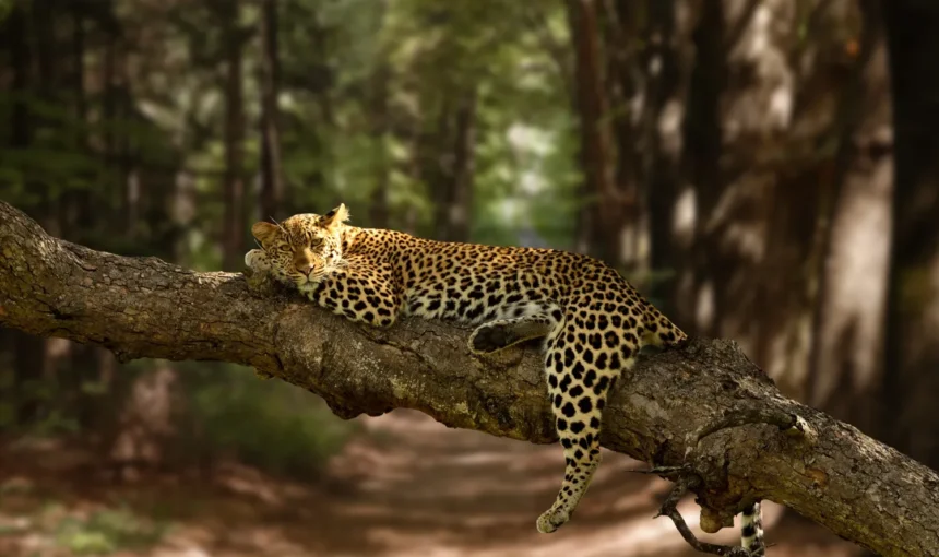 Leopard in Serengeti
